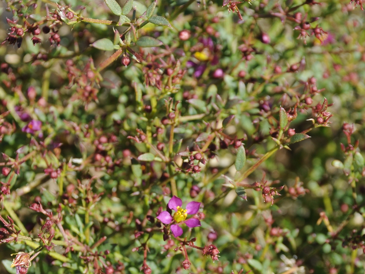 Image of Fagonia laevis specimen.