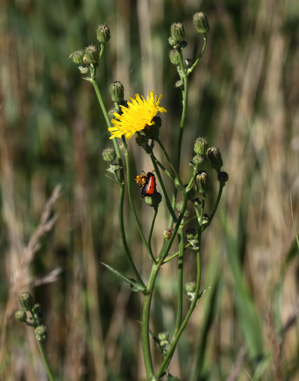 Image of Sonchus arvensis specimen.