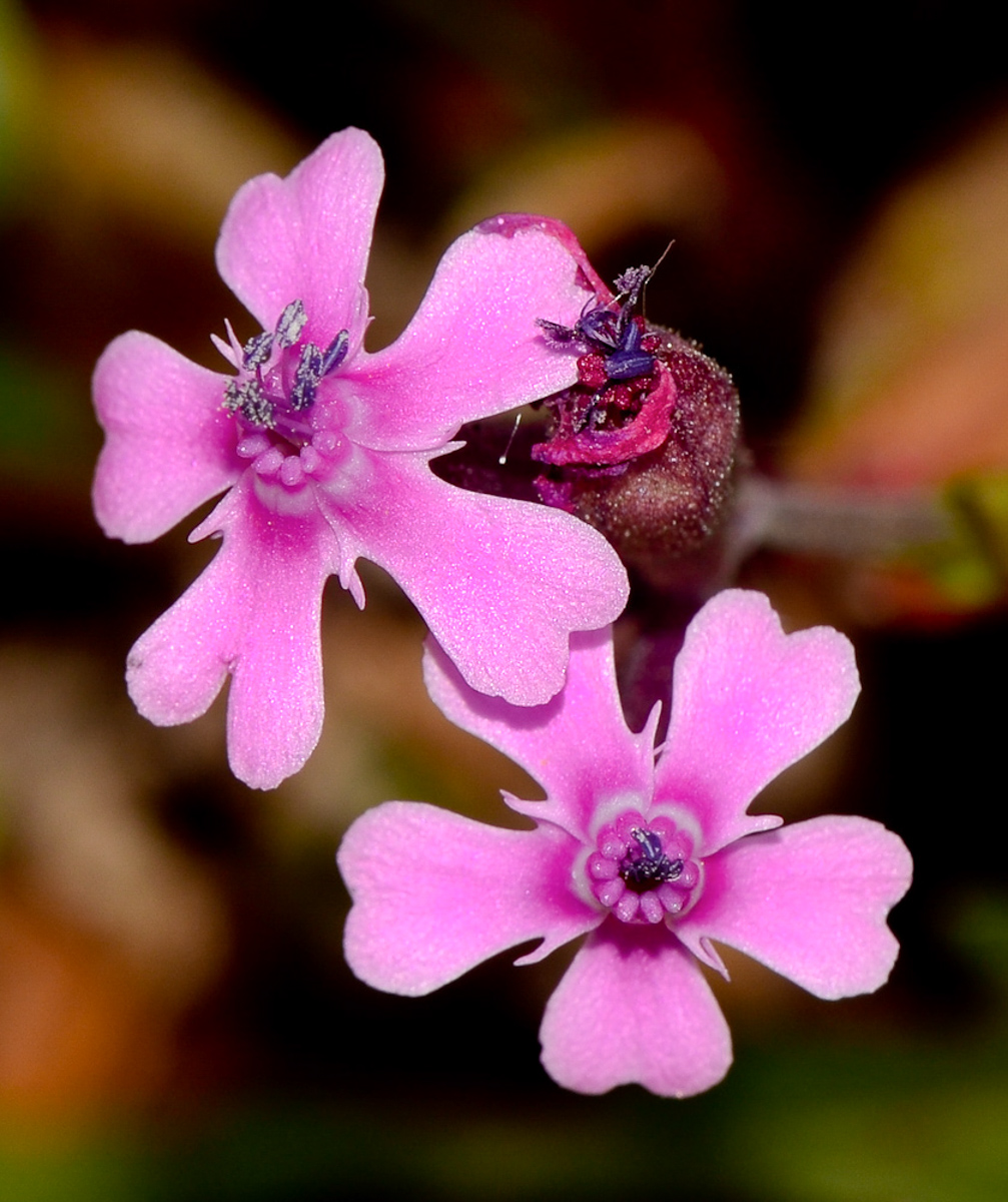 Image of Silene aegyptiaca specimen.