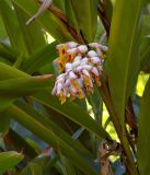 Alpinia zerumbet