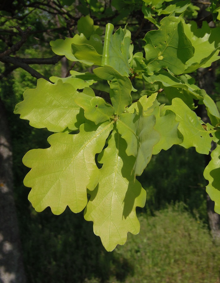 Image of Quercus robur specimen.