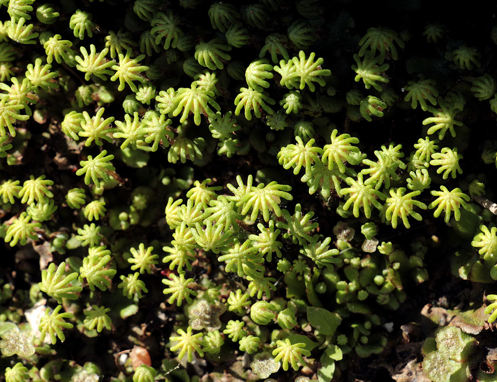 Image of Marchantia polymorpha specimen.