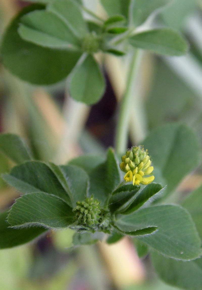 Изображение особи Medicago lupulina.