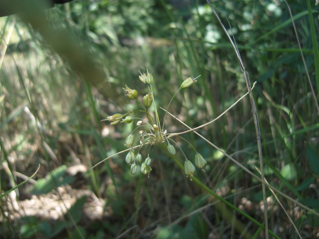 Изображение особи Allium paczoskianum.