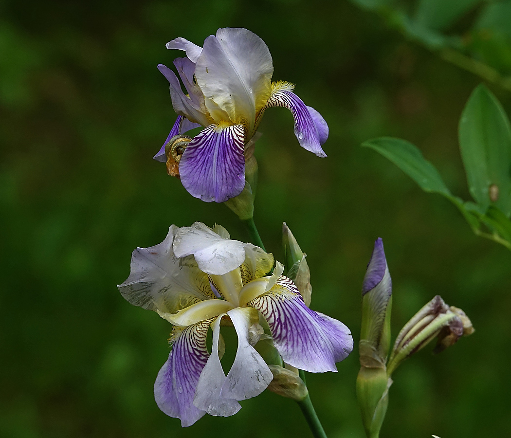 Image of Iris squalens specimen.