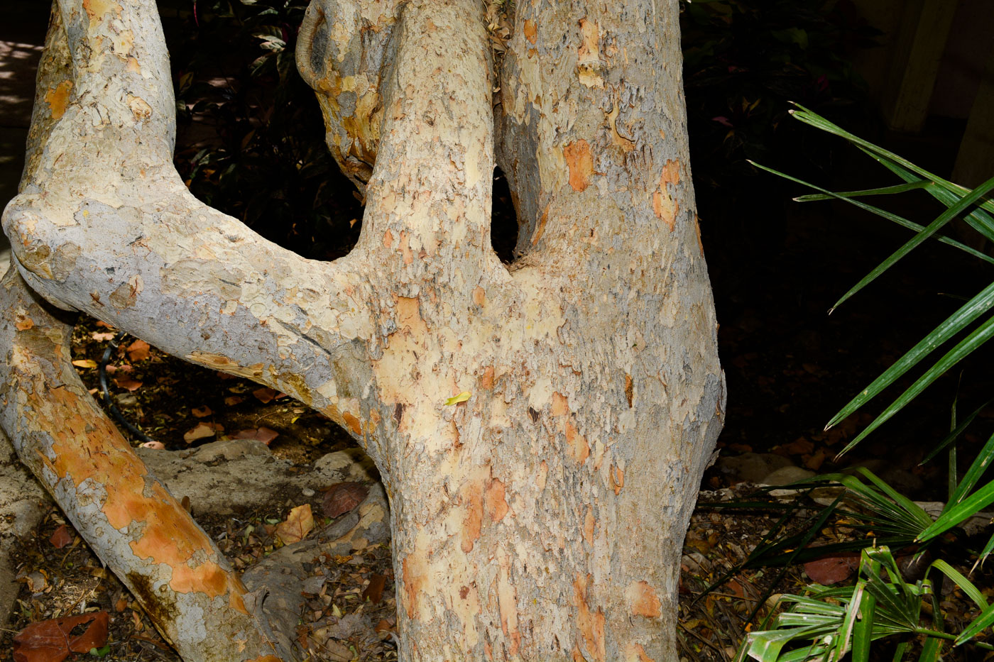 Image of Coccoloba uvifera specimen.