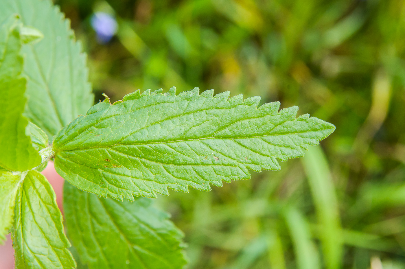 Image of Veronica teucrium specimen.