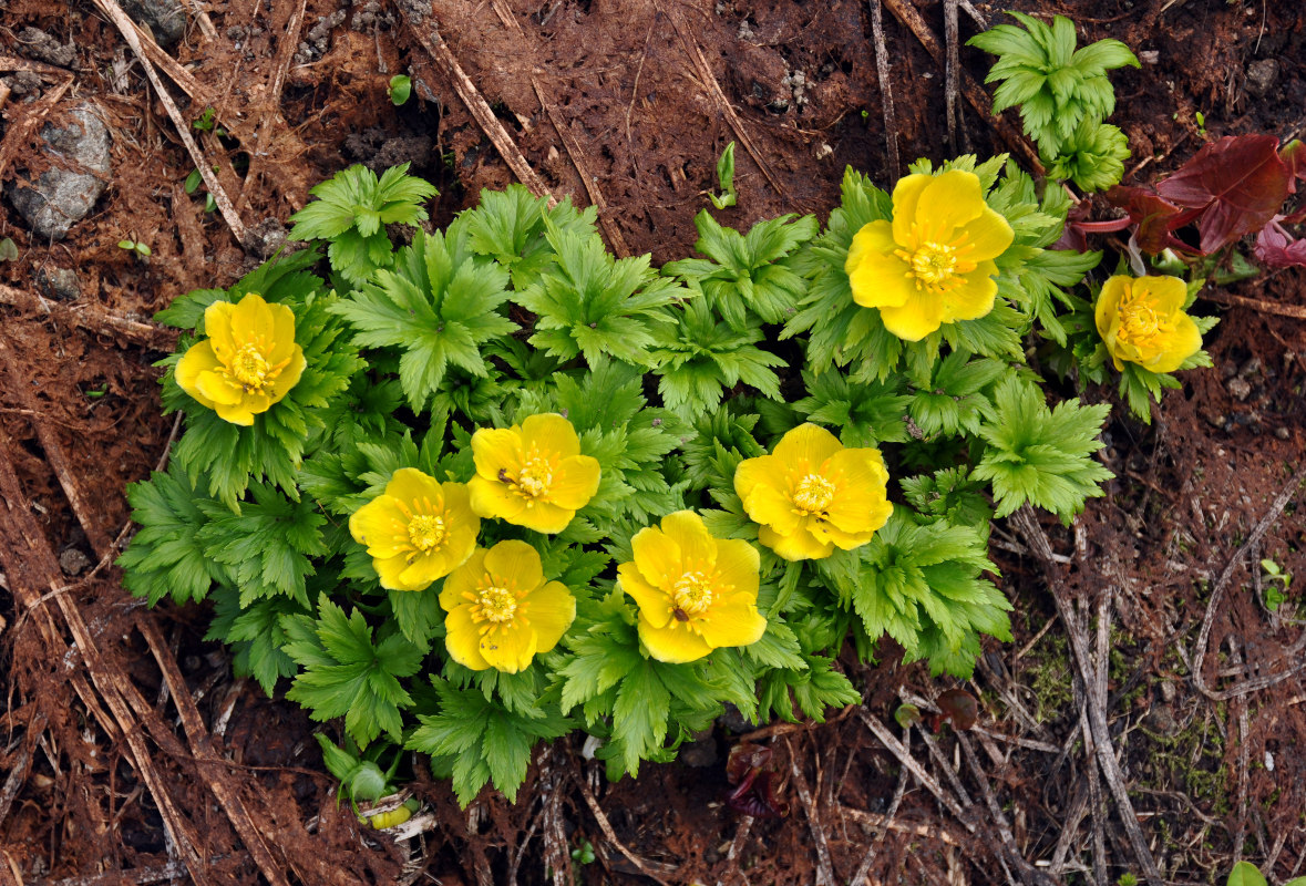 Image of Trollius ranunculinus specimen.