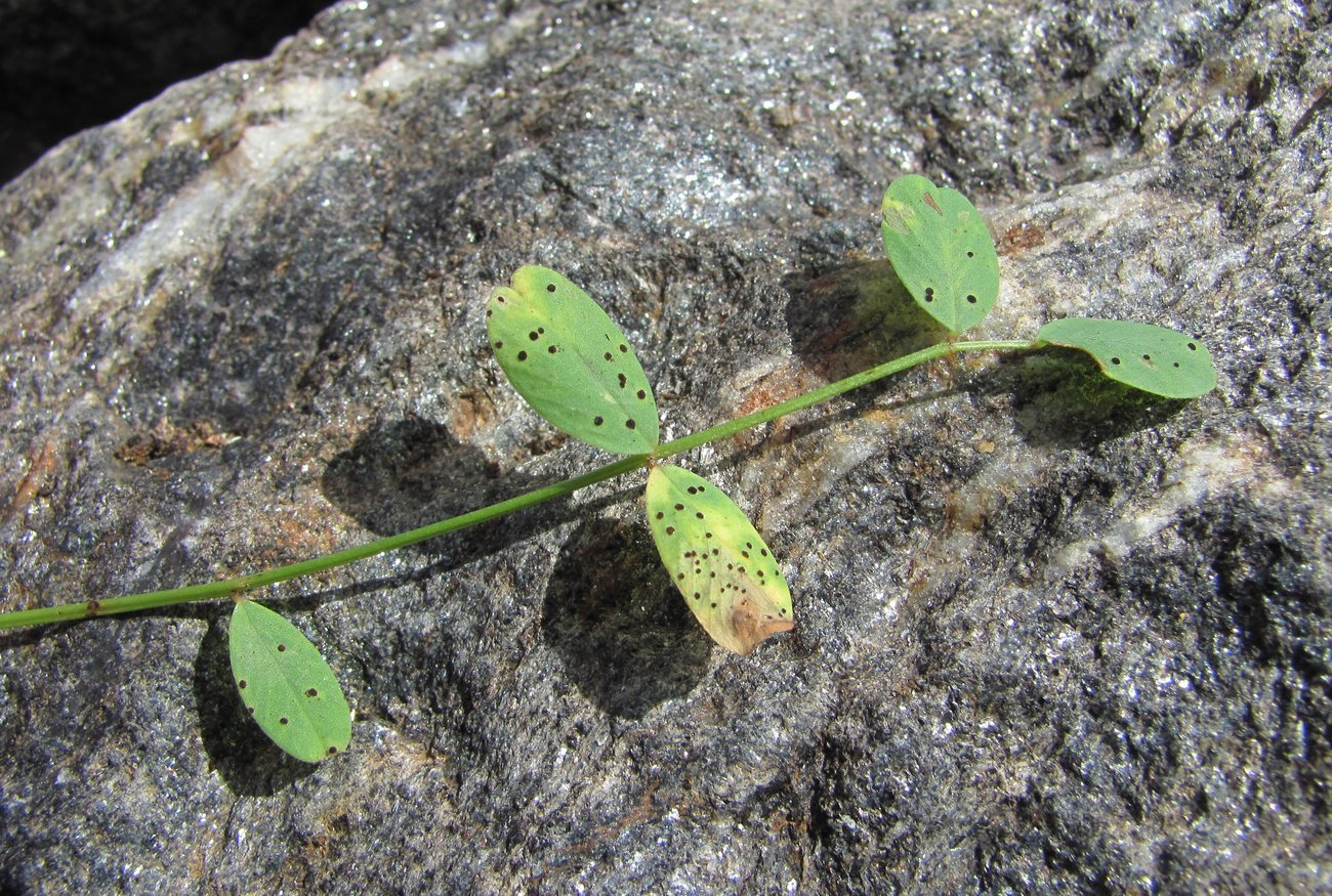 Image of Hedysarum caucasicum specimen.