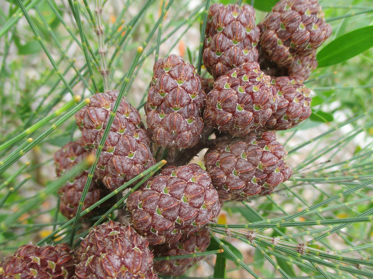 Изображение особи Allocasuarina emuina.