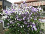 Brunfelsia australis. Цветущее растение. Австралия, г. Брисбен, частная застройка, в культуре. 10.09.2016.