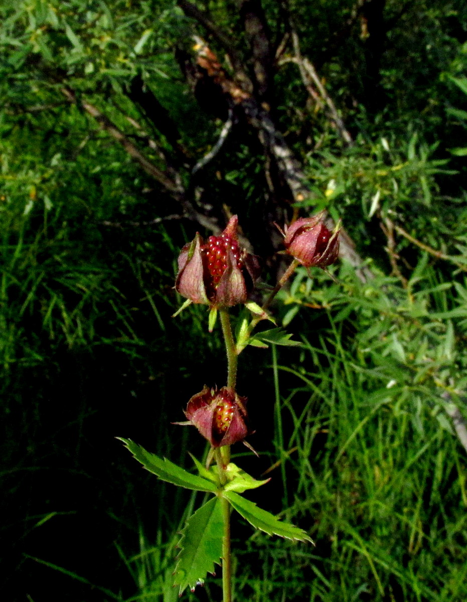 Image of Comarum palustre specimen.