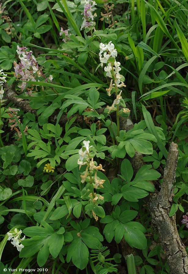 Изображение особи Corydalis marschalliana.