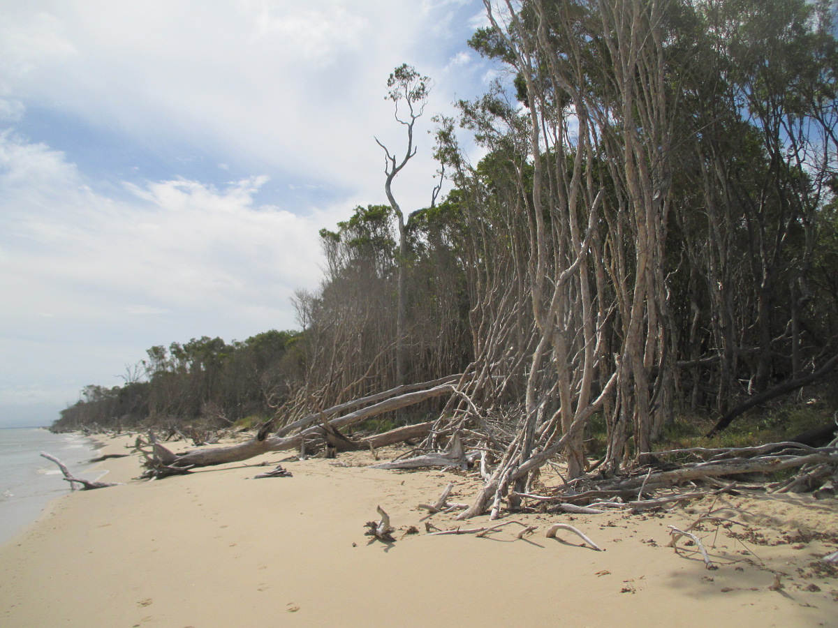 Image of Eucalyptus tereticornis specimen.