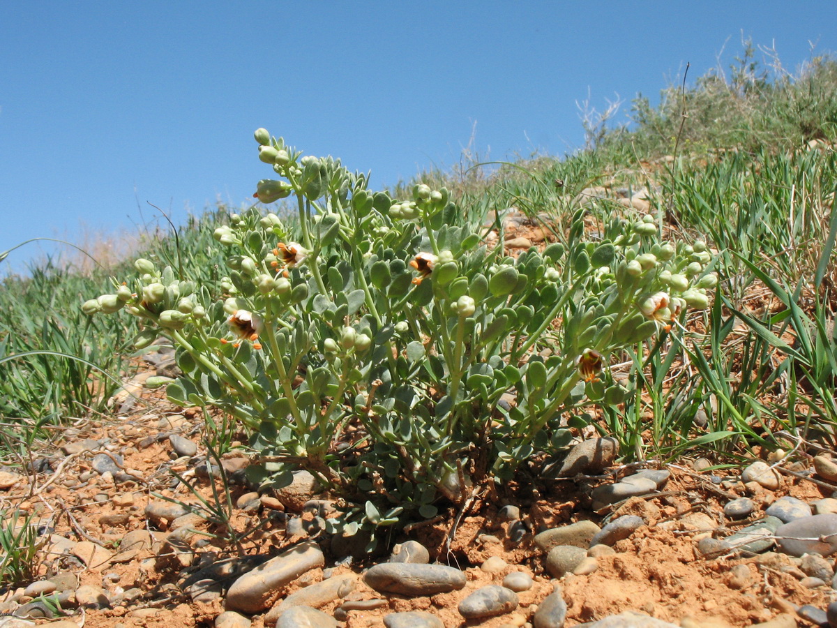 Изображение особи Zygophyllum iliense.