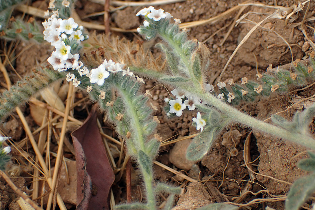 Image of Heliotropium hirsutissimum specimen.