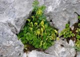 Chiastophyllum oppositifolium. Цветущие растения. Адыгея, Фишт-Оштеновский массив, перевал Черкесский, ≈ 1800 м н.у.м., на скале. 07.07.2017.
