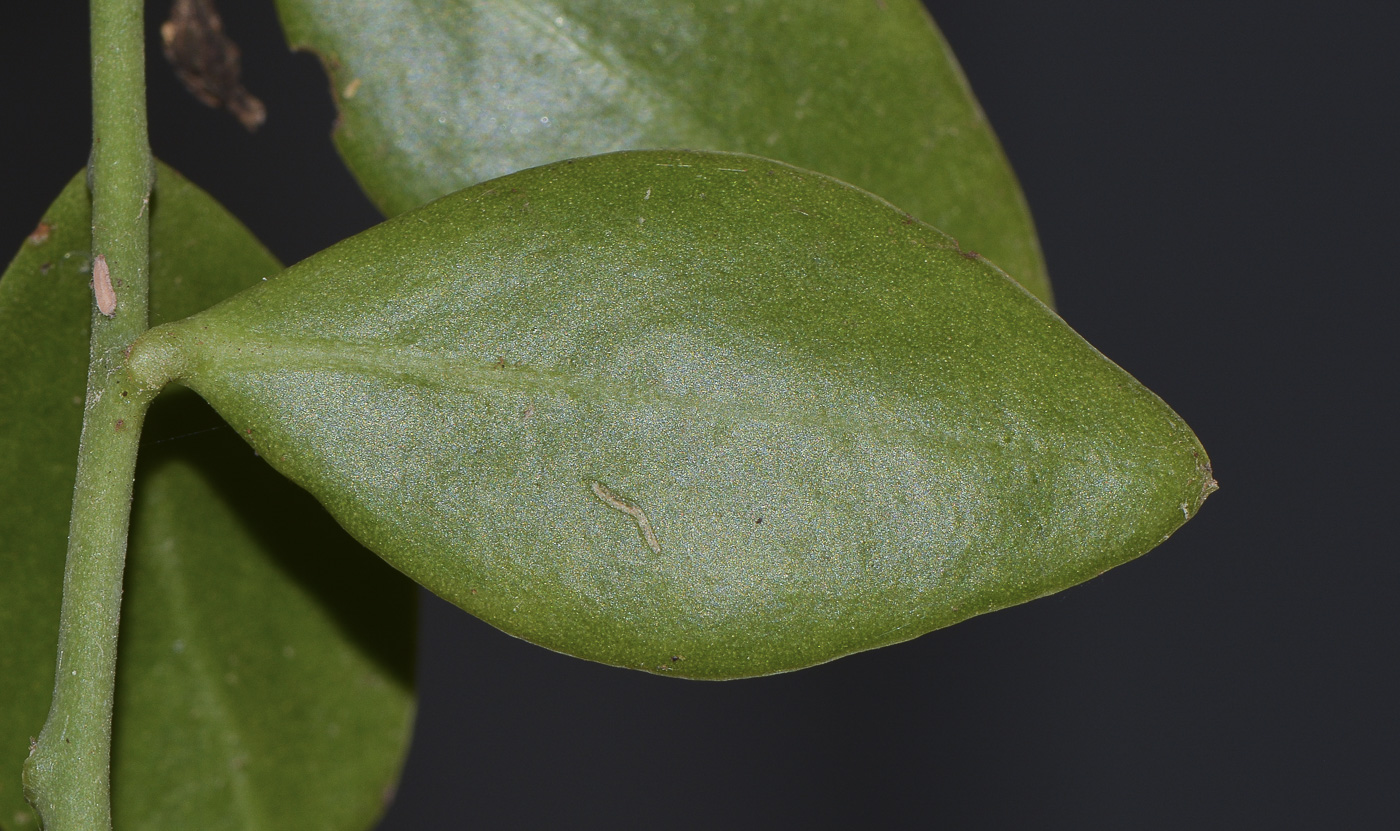 Image of genus Pereskia specimen.