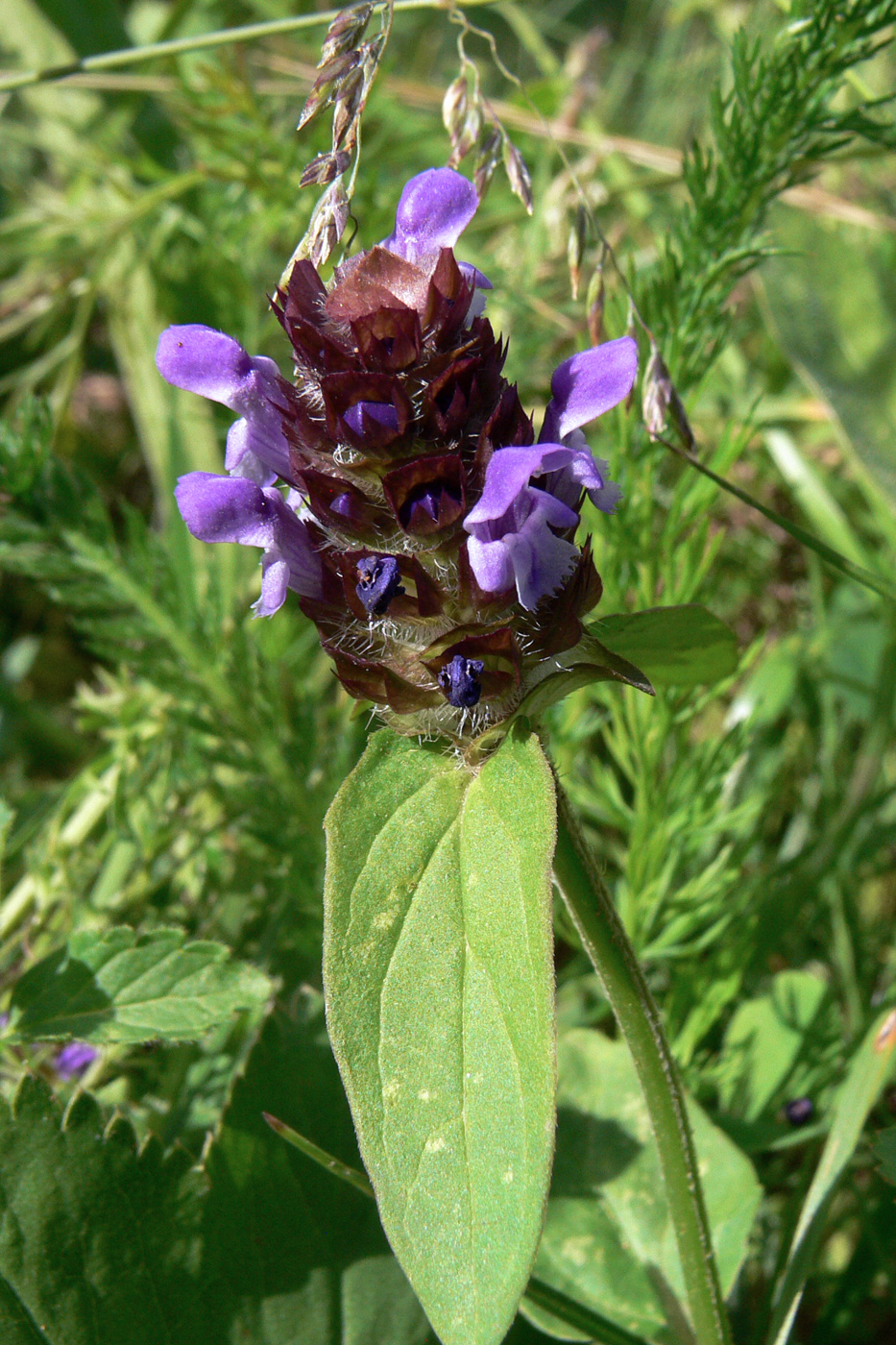 Image of Prunella vulgaris specimen.