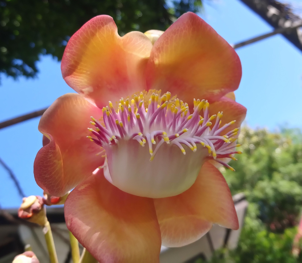 Image of Couroupita guianensis specimen.