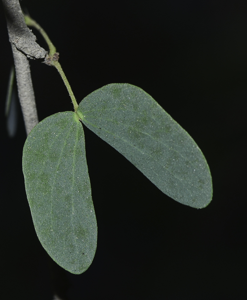 Изображение особи Lysiphyllum gilvum.