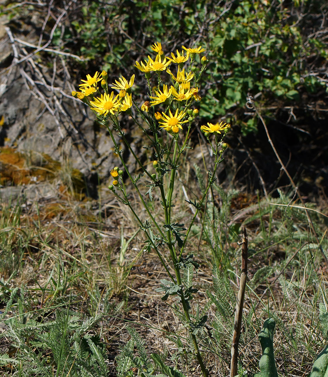 Image of Senecio jacobaea specimen.