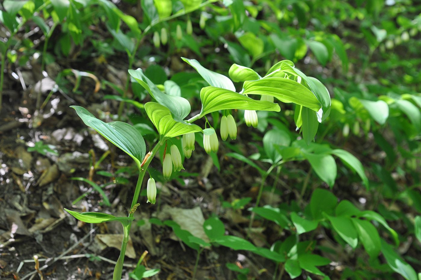 Изображение особи Polygonatum glaberrimum.