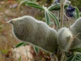 Lupinus pilosus. Плоды в мелких каплях росы. Греция, Эгейское море, север о-ва Парос, национальный парк Св. Яниса Детис Колимбифрес; обочина туристической тропы. 11.04.2018.