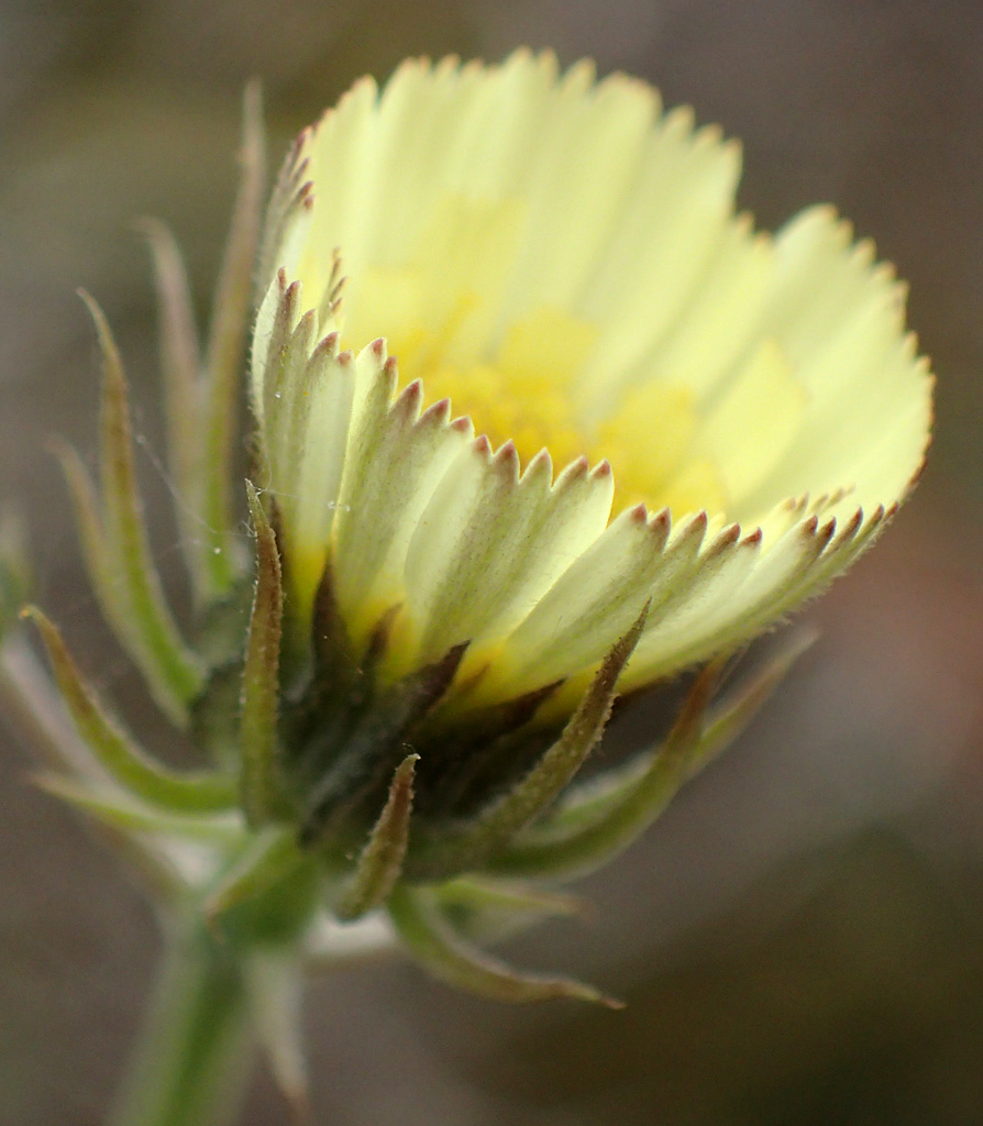 Image of Tolpis barbata specimen.