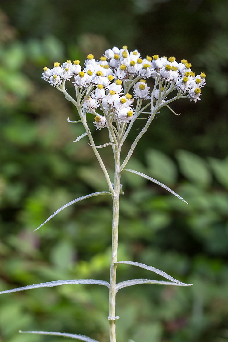 Image of Anaphalis margaritacea specimen.