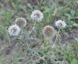 Echinops sphaerocephalus. Верхушка отцветающего растения. Республика Северная Осетия-Алания, окр. с. Нижний Ларс, обочина дороги. 30.07.2018.