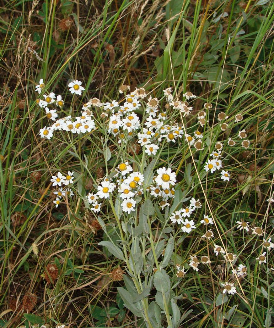 Изображение особи Pyrethrum balsamitoides.