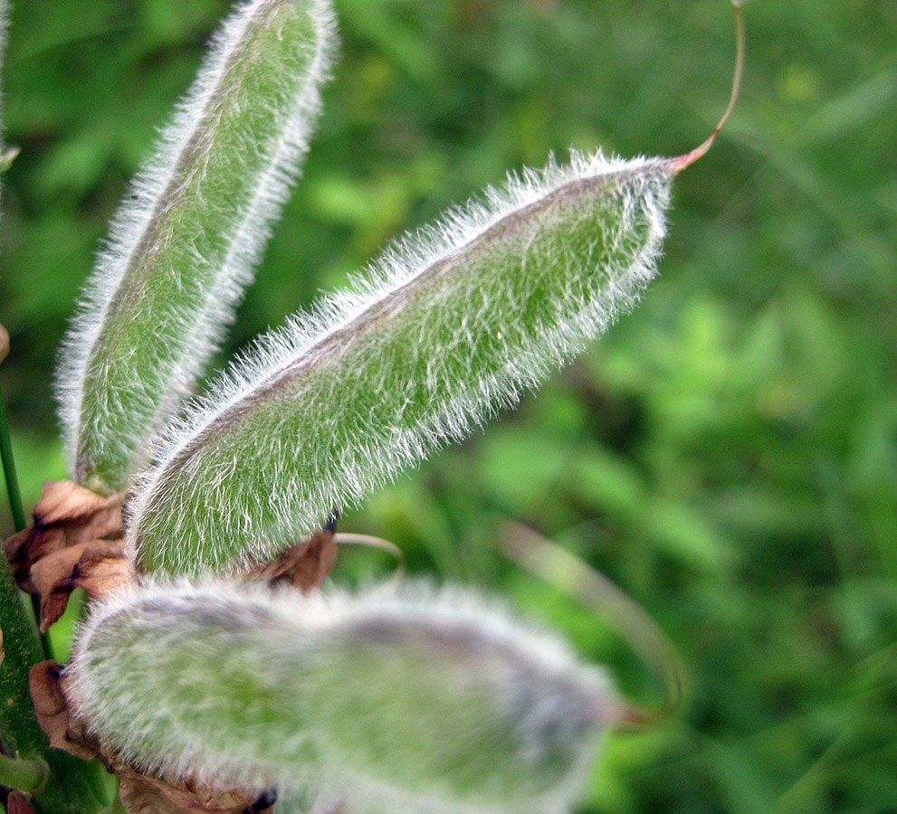 Image of Lupinus polyphyllus specimen.