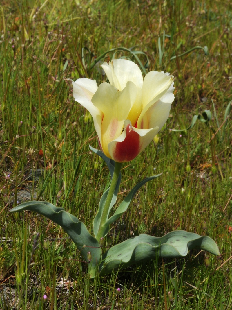 Image of Tulipa greigii specimen.