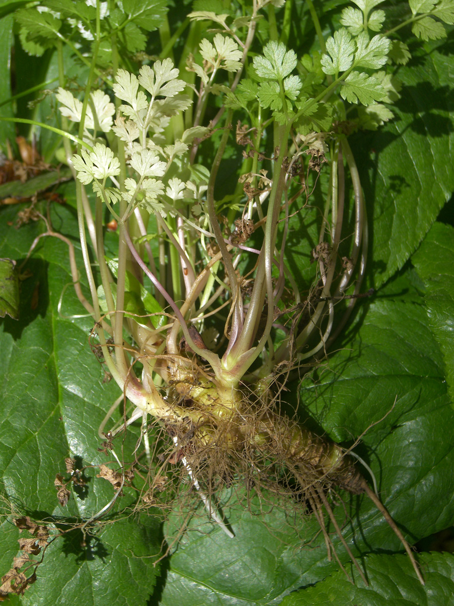 Image of Anthriscus schmalhausenii specimen.