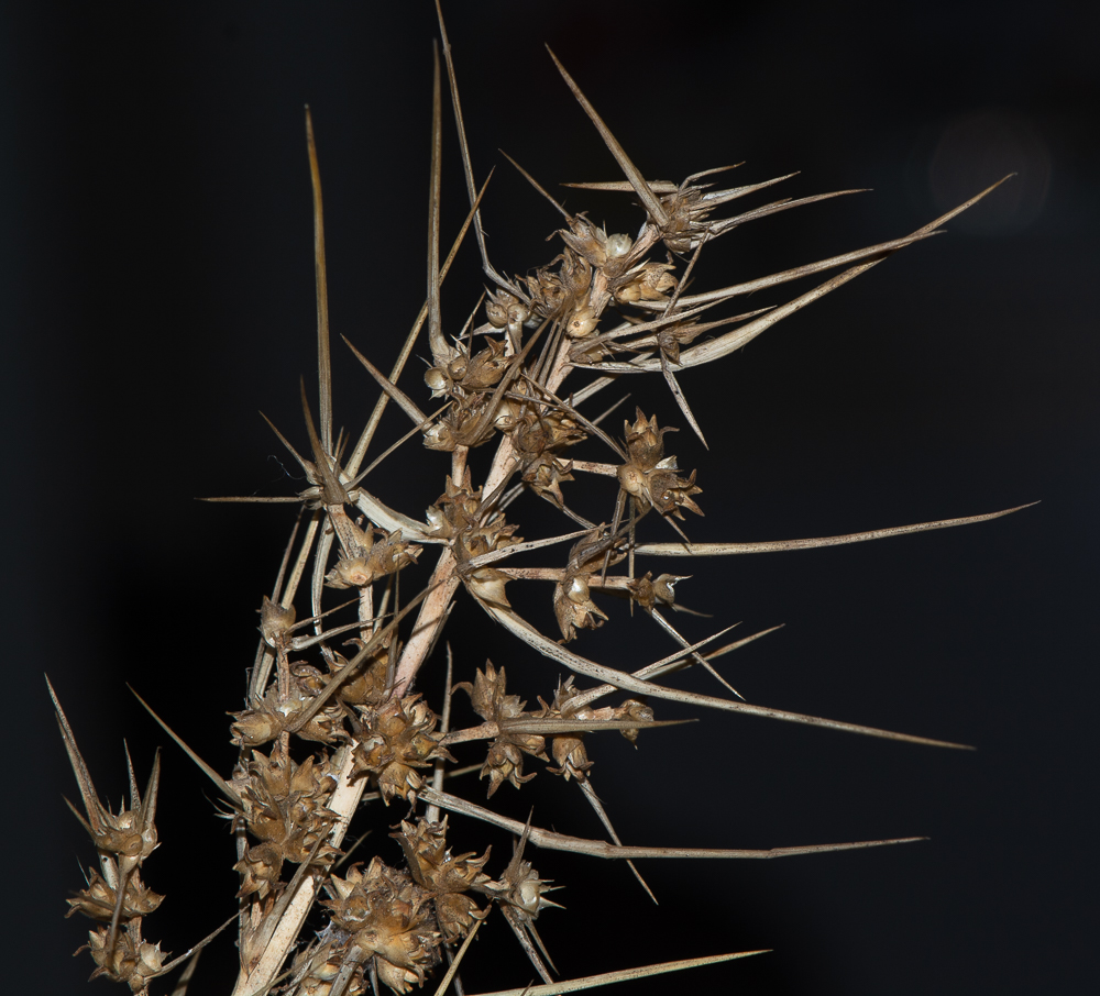 Image of Lomandra longifolia specimen.