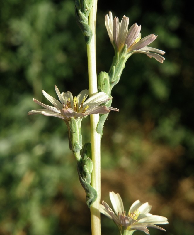 Image of Lactuca saligna specimen.