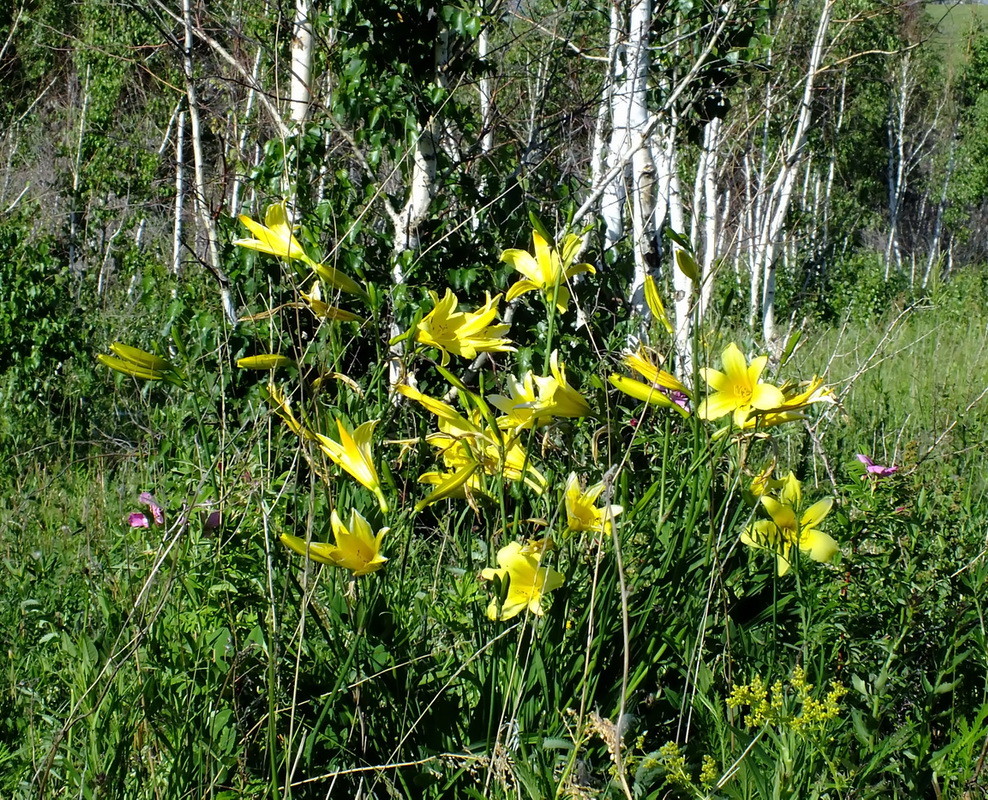 Изображение особи Hemerocallis lilio-asphodelus.