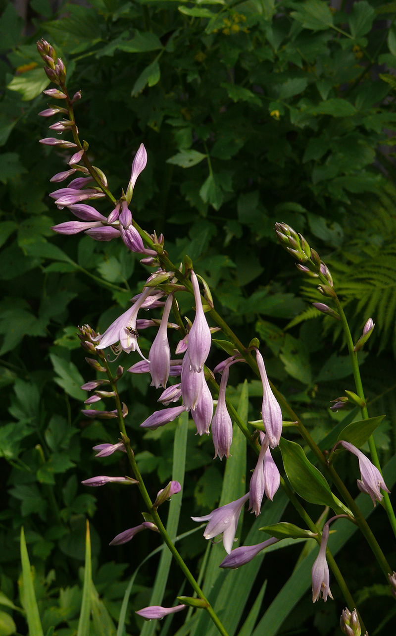 Image of Hosta undulata specimen.