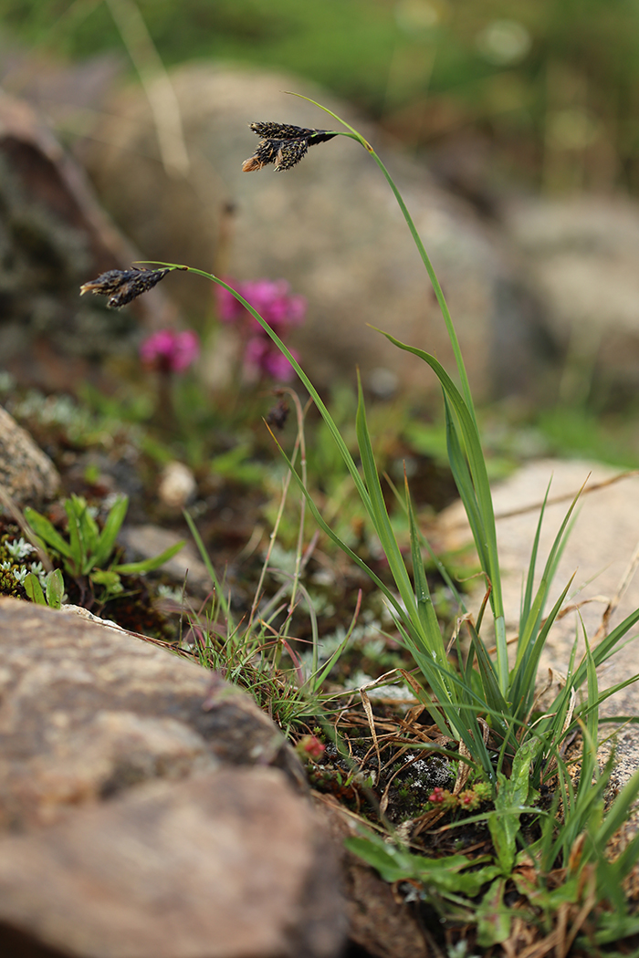 Изображение особи Carex medwedewii.