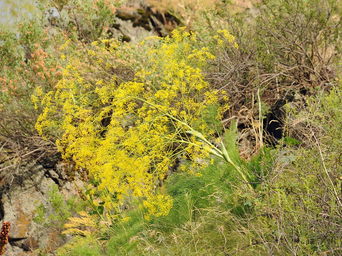 Image of Ferula karatavica specimen.