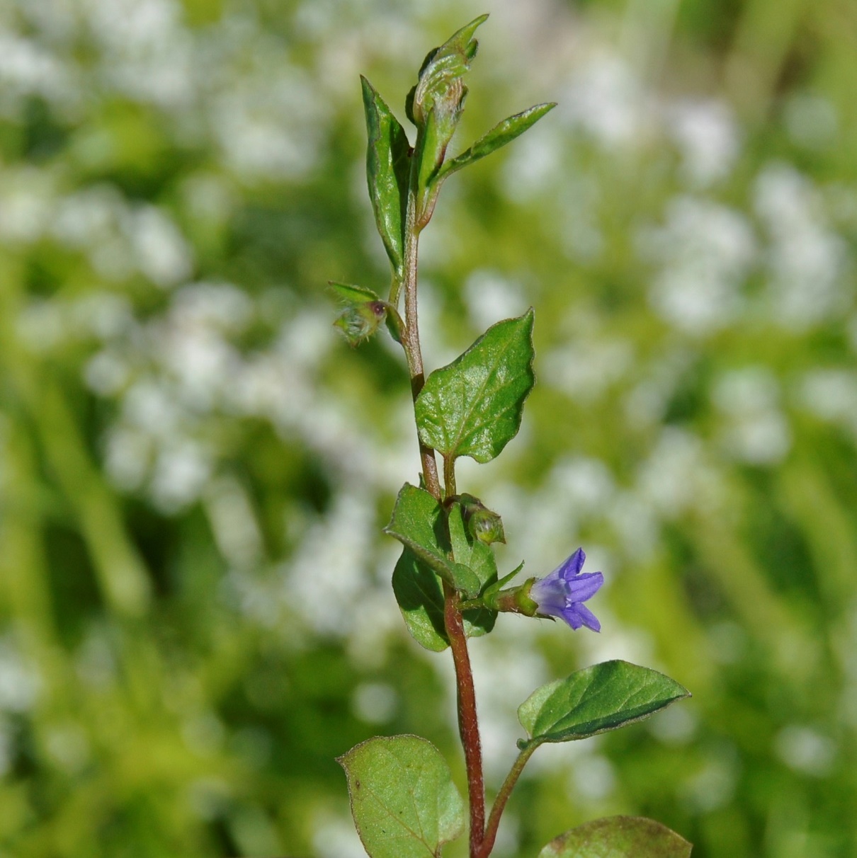 Image of Convolvulus siculus specimen.