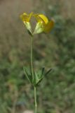 Lotus tenuis. Верхняя часть растения. Крым, Севастополь, бух. Камышовая. 12 августа 2010 г.