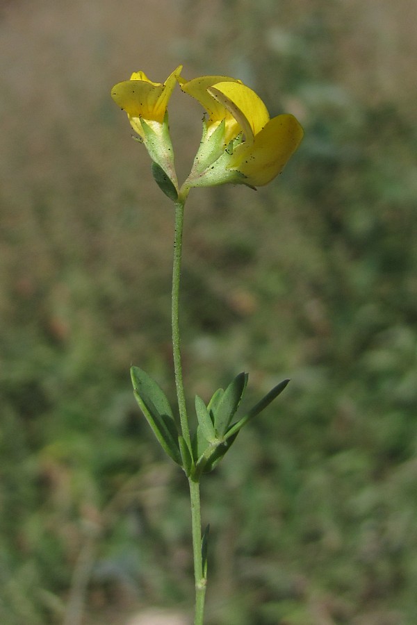 Изображение особи Lotus tenuis.