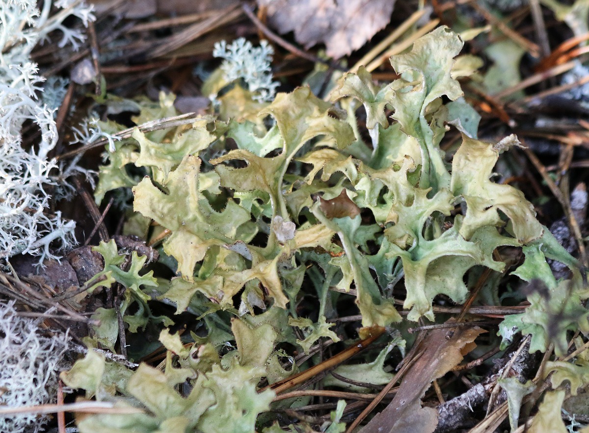 Image of Cetraria islandica specimen.