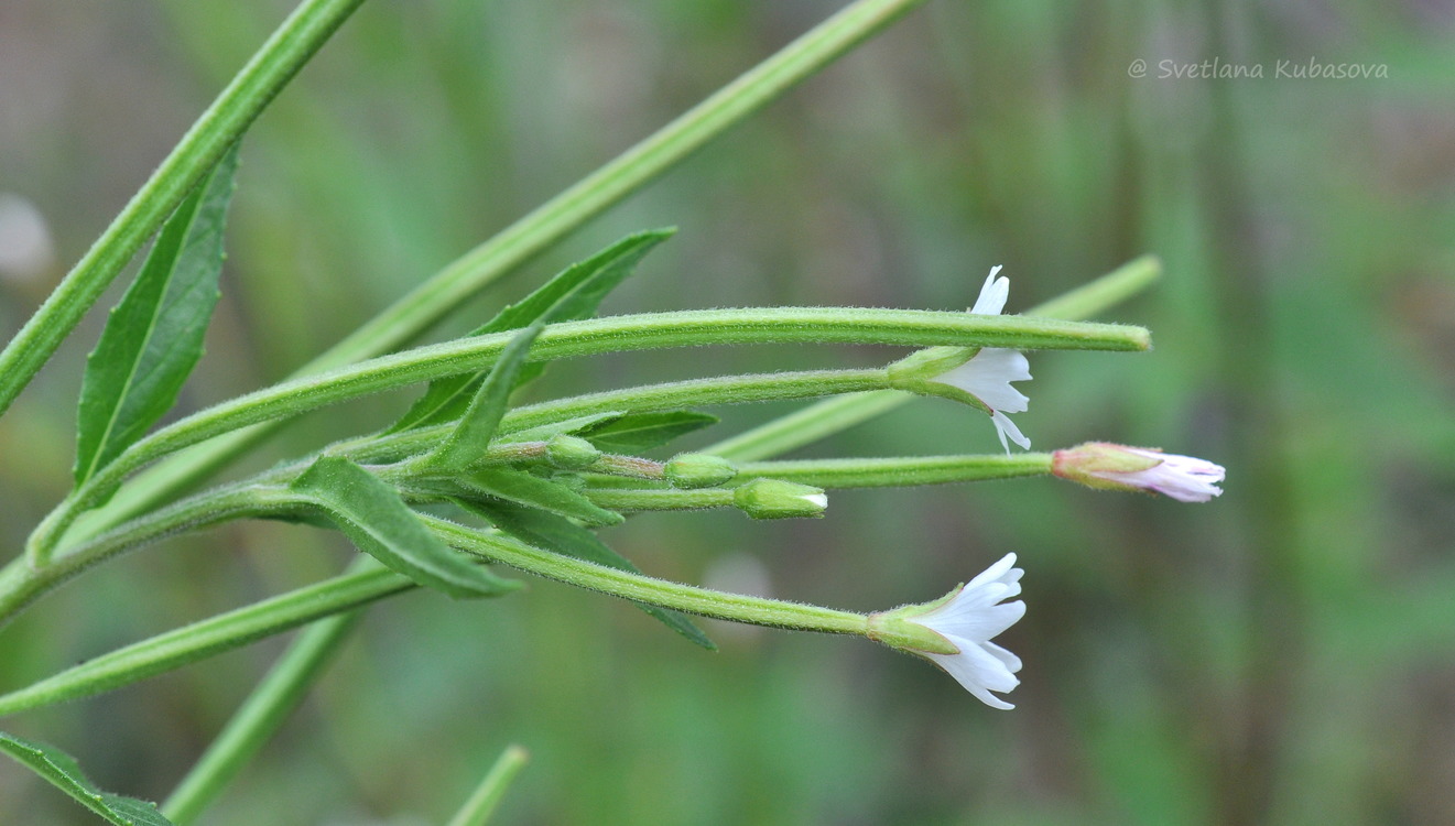 Image of Epilobium pseudorubescens specimen.