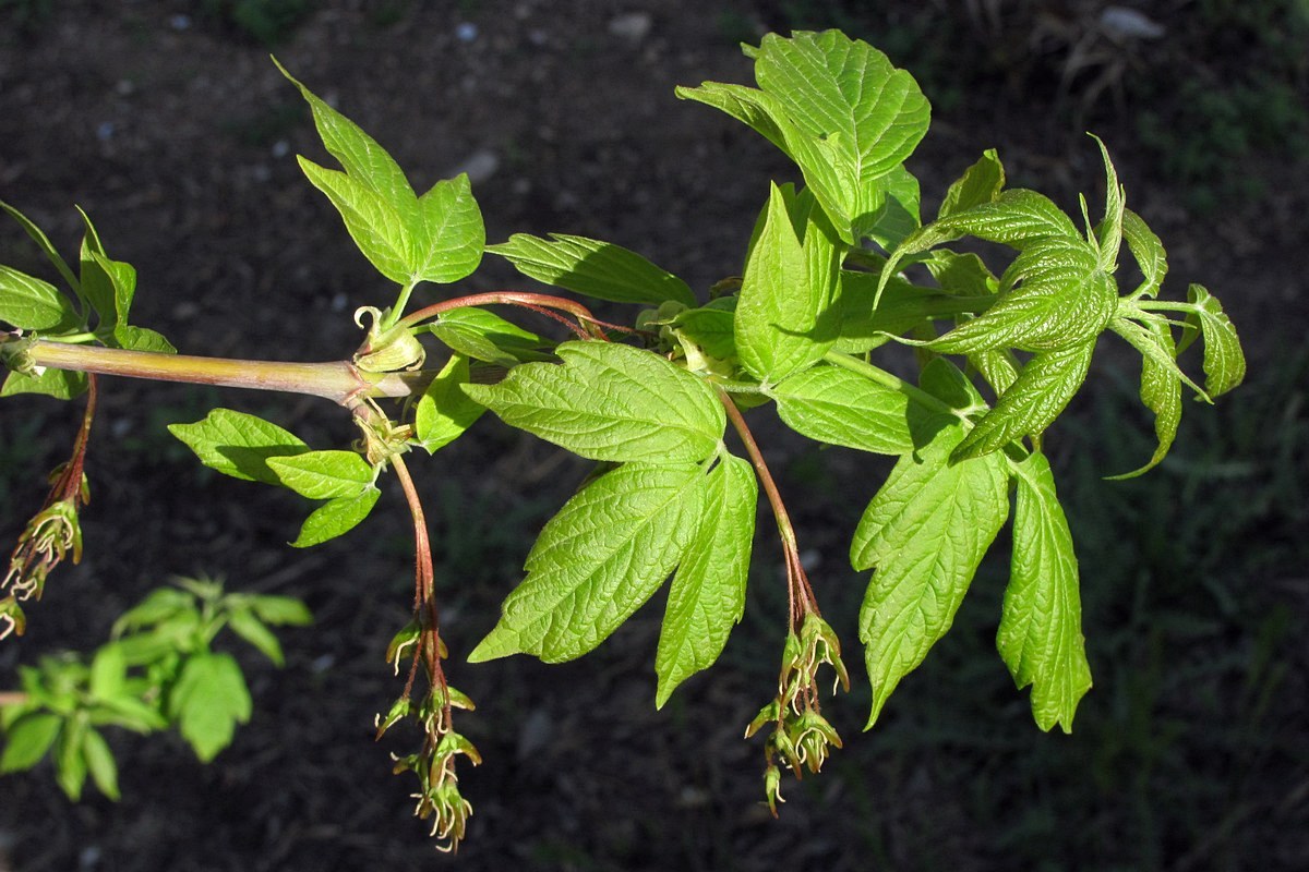 Image of Acer negundo specimen.