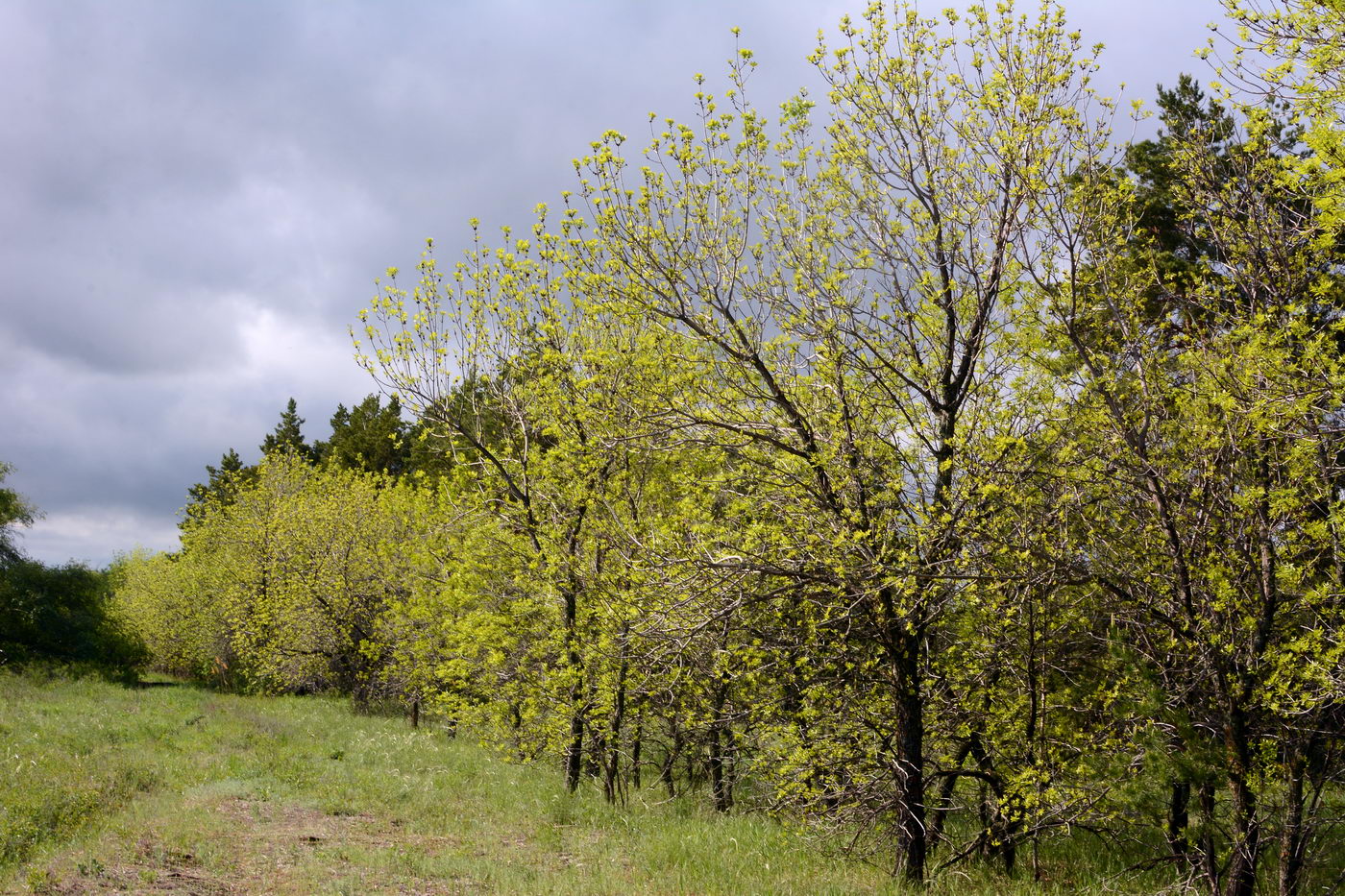 Image of Fraxinus pennsylvanica specimen.