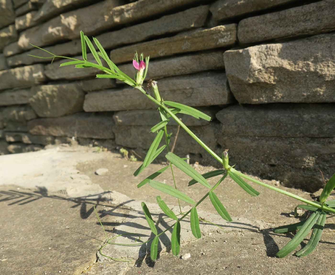 Image of Vicia angustifolia specimen.