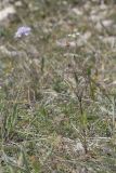 Scabiosa columbaria. Цветущее растение. Крым, Ай-Петринская яйла, лесостепь. 29.08.2019.